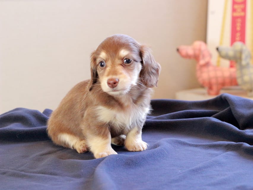 カニンヘンダックスフンド おんぷ & スルガの子犬 チョコイエロー 女の子Kaninchen_Dachshund_8807 カニンヘンダックスフンド おんぷ & スルガの子犬 チョコイエロー 女の子