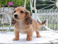 Kaninchen_Dachshund_8816