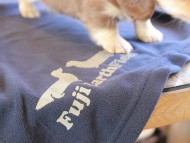 Kaninchen_Dachshund_8821 Kaninchen_Dachshund_8821