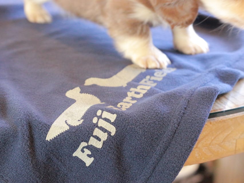 カニンヘンダックスフンド おんぷ & スルガの子犬 チョコイエロー 女の子Kaninchen_Dachshund_8821 カニンヘンダックスフンド おんぷ & スルガの子犬 チョコイエロー 女の子