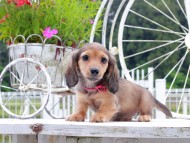 Kaninchen_Dachshund_8826