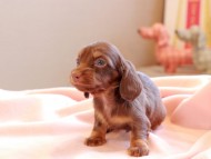 ルフラン ＆ ブルースの子犬 チョコタン 女の子 カニンヘンダックスフンド