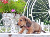 Kaninchen_Dachshund_8827