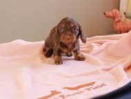 Kaninchen_Dachshund_8829