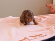 Kaninchen_Dachshund_8830 Kaninchen_Dachshund_8830
