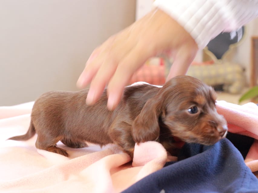 カニンヘンダックスフンド ルフラン ＆ ブルースの子犬 チョコタン 女の子