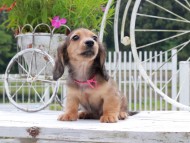 Kaninchen_Dachshund_8837