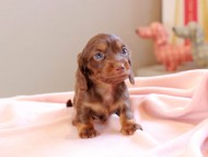 Kaninchen_Dachshund_8838