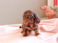 Kaninchen_Dachshund_8839