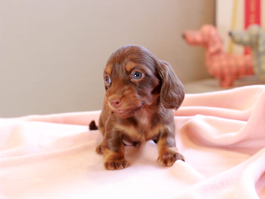 カニンヘンダックスフンド ルフラン ＆ ブルースの子犬 チョコタン 女の子