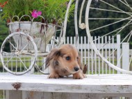 Kaninchen_Dachshund_8840 Kaninchen_Dachshund_8840