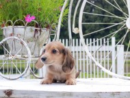 Kaninchen_Dachshund_8841