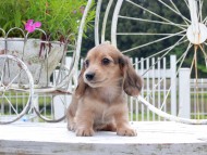 Kaninchen_Dachshund_8842 Kaninchen_Dachshund_8842