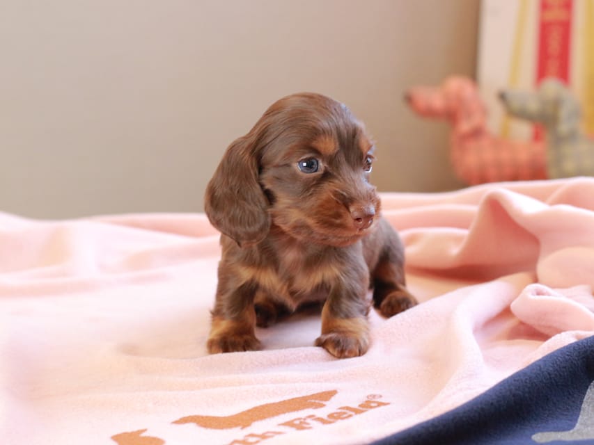 カニンヘンダックスフンド ルフラン ＆ ブルースの子犬 チョコタン 女の子