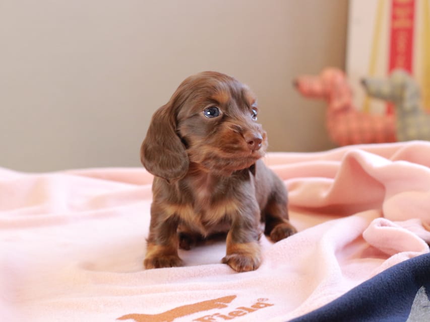 カニンヘンダックスフンド ルフラン ＆ ブルースの子犬 チョコタン 女の子