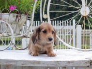 Kaninchen_Dachshund_8857 Kaninchen_Dachshund_8857