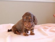 Kaninchen_Dachshund_8866