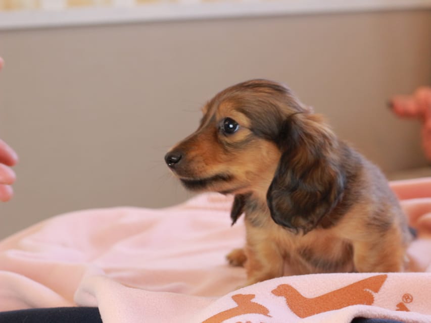 カニンヘンダックスフンド ゆきとら ＆ 竹千代の子犬 レッド 男の子