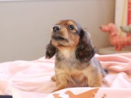 Kaninchen_Dachshund_8875