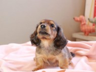 Kaninchen_Dachshund_8877