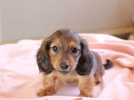 ゆきとら ＆ 竹千代の子犬 レッド 男の子 カニンヘンダックスフンド