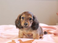 Kaninchen_Dachshund_8883