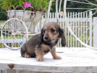 Kaninchen_Dachshund_8893