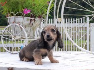 Kaninchen_Dachshund_8896