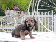 Kaninchen_Dachshund_8897 Kaninchen_Dachshund_8897