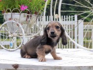 Kaninchen_Dachshund_8904