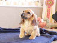 カメオ ＆ ボノの子犬 レッド 男の子 カニンヘンダックスフンド