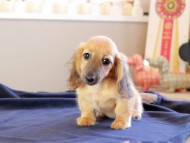 Kaninchen_Dachshund_8906 Kaninchen_Dachshund_8906
