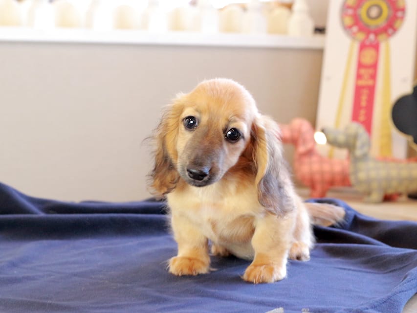 カニンヘンダックスフンド カメオ ＆ ボノの子犬 レッド 男の子