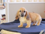 Kaninchen_Dachshund_8910