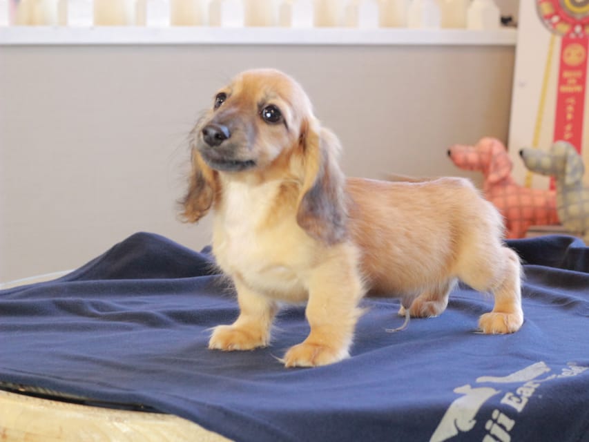 カニンヘンダックスフンド カメオ ＆ ボノの子犬 レッド 男の子