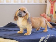 Kaninchen_Dachshund_8913 Kaninchen_Dachshund_8913