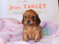 コットン&ジルベールの子犬 レッド 男の子