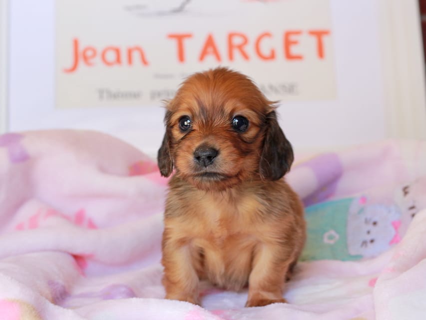 カニンヘンダックスフンド コットン&ジルベールの子犬 レッド 男の子