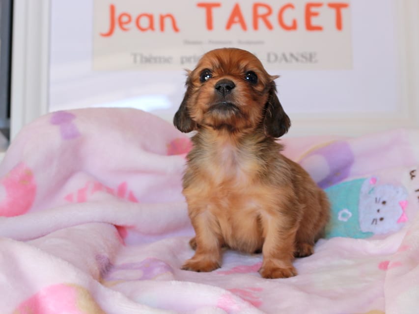 カニンヘンダックスフンド コットン&ジルベールの子犬 レッド 男の子