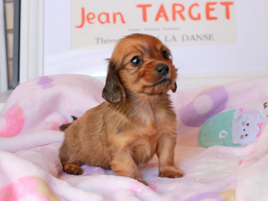 カニンヘンダックスフンド コットン&ジルベールの子犬 レッド 男の子