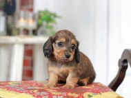 Kaninchen_Dachshund_9087