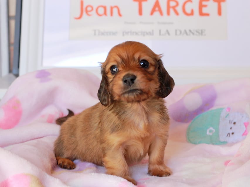 カニンヘンダックスフンド コットン&ジルベールの子犬 レッド 男の子