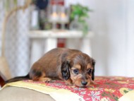 Kaninchen_Dachshund_9093