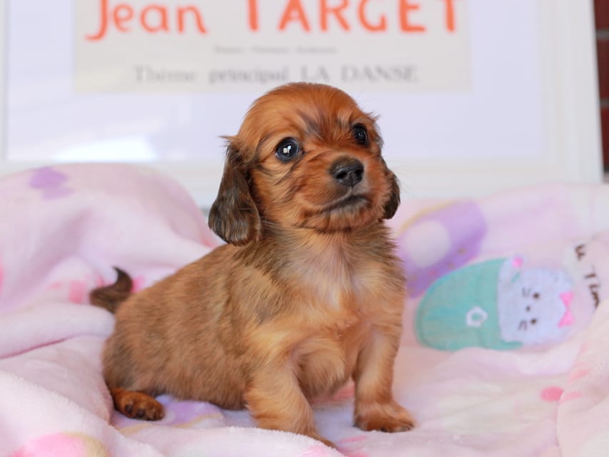 カニンヘンダックスフンド コットン&ジルベールの子犬 レッド 男の子