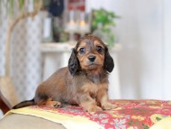 Kaninchen_Dachshund_9100