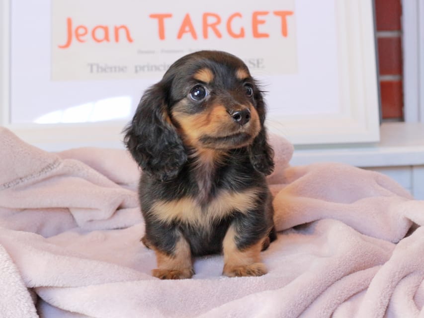 ミニチュアダックスフンド スィーティ&スカッシュの子犬 ブラックタン 男の子