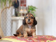Kaninchen_Dachshund_9113