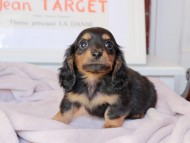 Kaninchen_Dachshund_9115 Kaninchen_Dachshund_9115