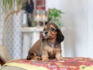 Kaninchen_Dachshund_9116