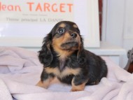 Kaninchen_Dachshund_9118